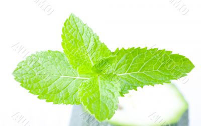 Fresh mint leaves