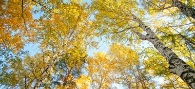 Yellowed wood