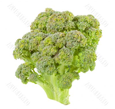 Broccoli isolated