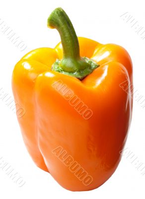 Paprika isolated