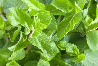 Fresh mint leaves