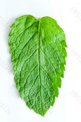 Fresh mint leaves