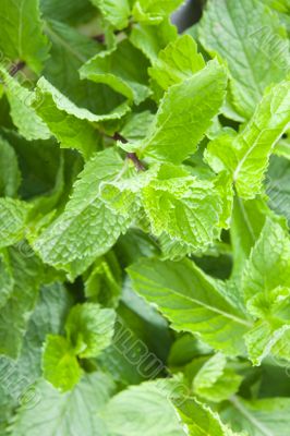 Fresh mint leaves