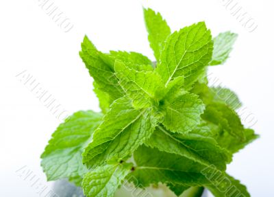 Fresh mint leaves