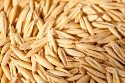Seeds of oats