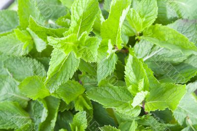 Fresh mint leaves