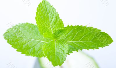 Fresh mint leaves
