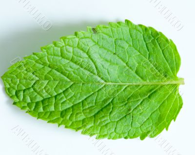 Fresh mint leaves