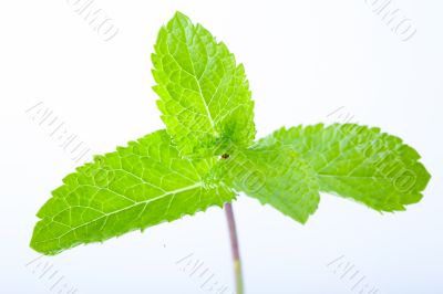 Fresh mint leaves