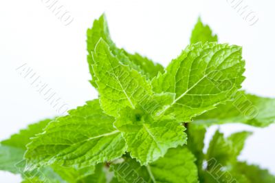 Fresh mint leaves
