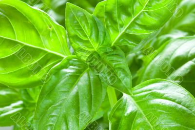 Basil leaves