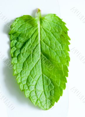 Fresh mint leaves