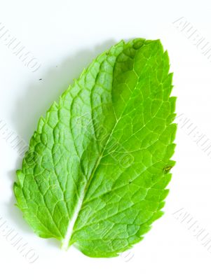 Fresh mint leaves
