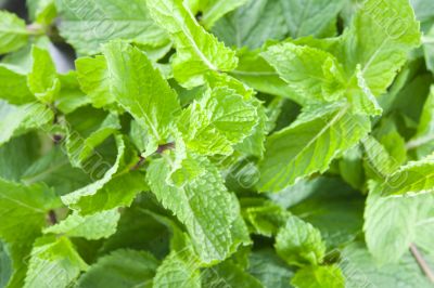 Fresh mint leaves