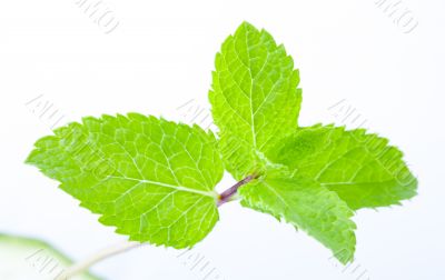 Fresh mint leaves