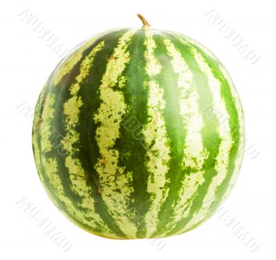 Watermelon  isolated