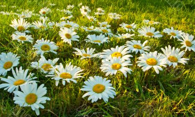 White daisies