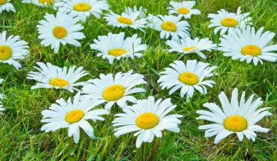 White daisies