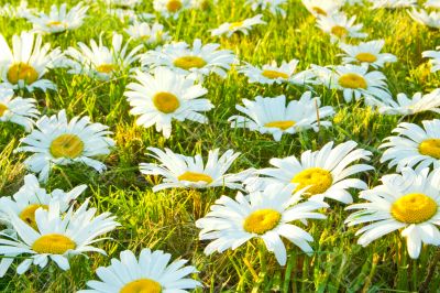 White daisies
