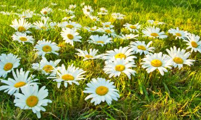 White daisies