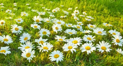 White daisies