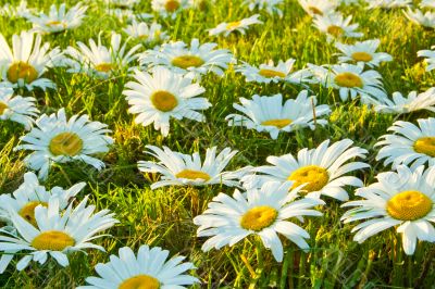 White daisies