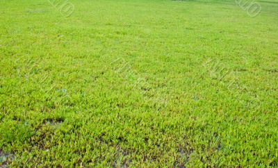 Green grass