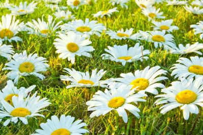White daisies