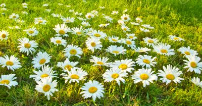 White daisies