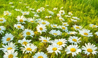 White daisies