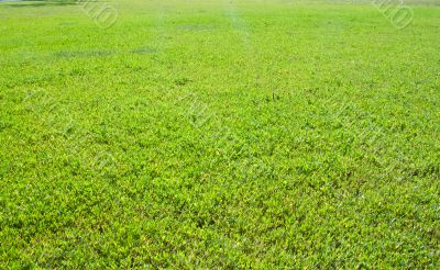 Green grass