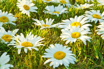 White daisies