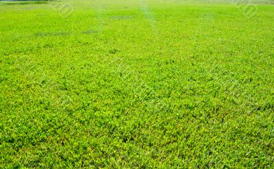 Green grass