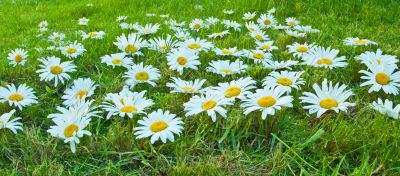 White daisies