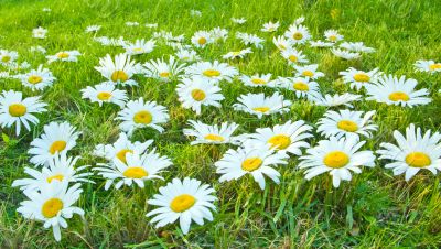 White daisies