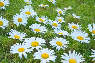White daisies