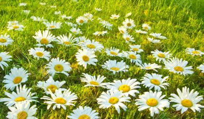 White daisies
