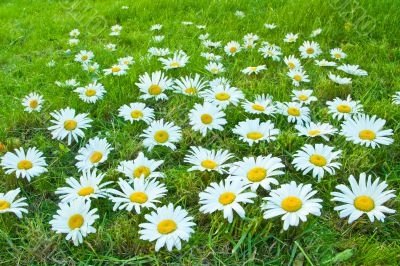 White daisies