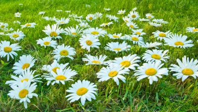 White daisies
