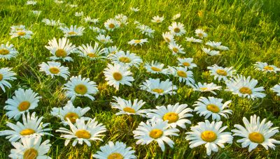 White daisies