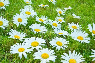 White daisies