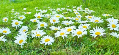 White daisies