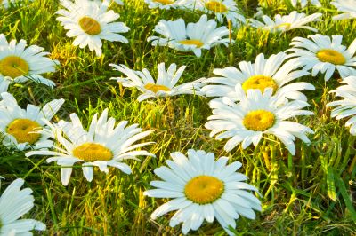 White daisies