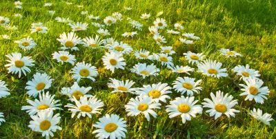 White daisies