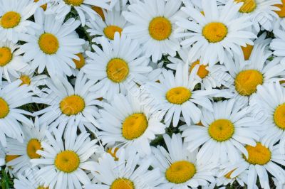 White daisies