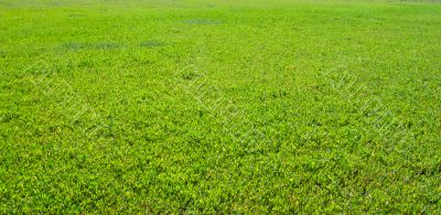 Green grass