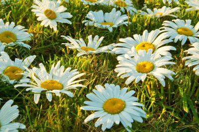 White daisies