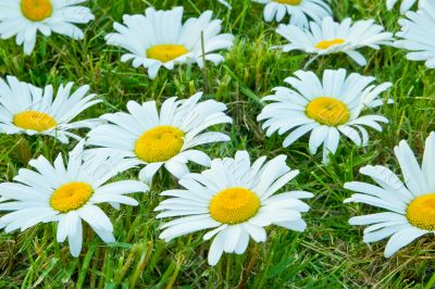 White daisies