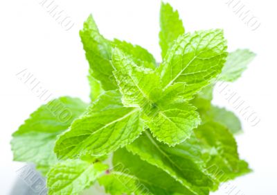 Fresh mint leaves