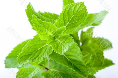 Fresh mint leaves